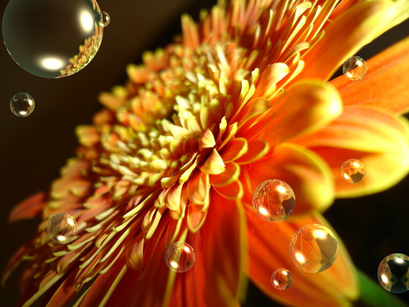 Orange Flower with Water Droplets — Dramatic, Photograph, Water Droplets, Dark Background