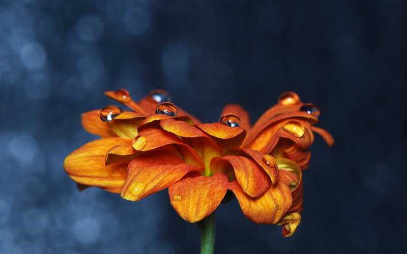 Orange Flower with Water Droplets — Dramatic, Photograph, Water Droplets, Petals, Stem