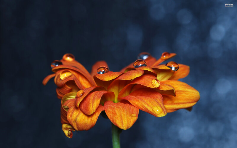Orange Flower with Water Droplets — Dramatic, Photograph, Water Droplets