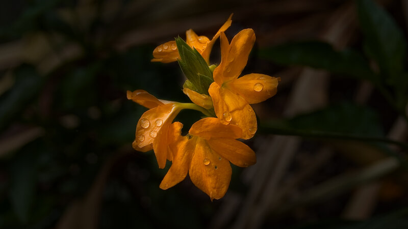 Orange Flower with Water Droplets — Dramatic
