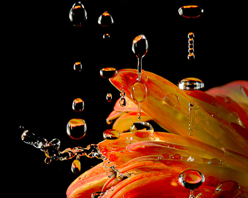 Orange Flower with Water Droplets — Red