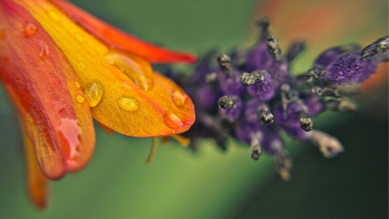 Orange Flower with Water Droplets — Serene, Photograph