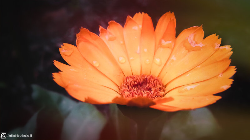 Orange Flower with Water Droplets — Serene, Photograph, Water Droplets