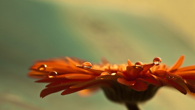 Orange Flower with Water Droplets — Serene, Sunset