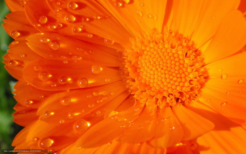 Orange Flower with Water Droplets — Vibrant