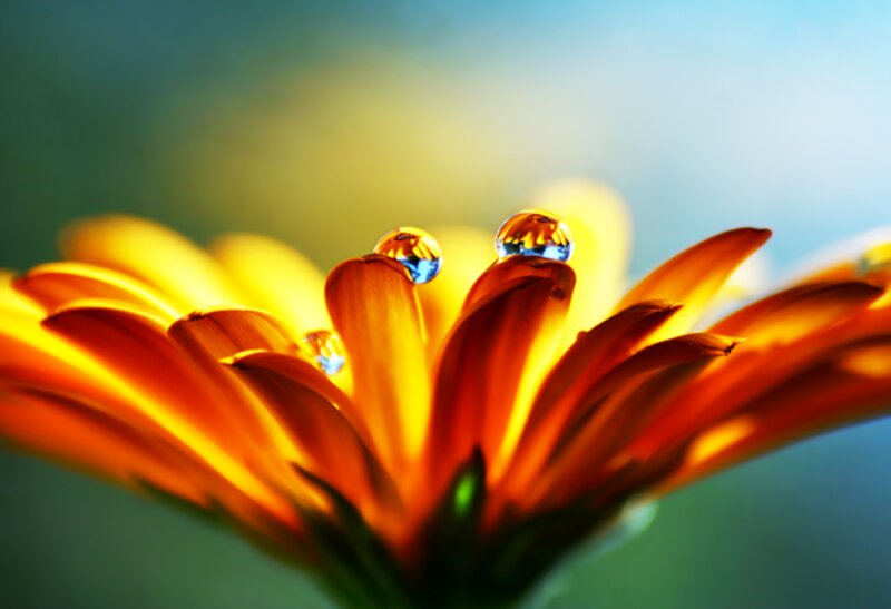 Orange Flower with Water Droplets — Yellow, Serene
