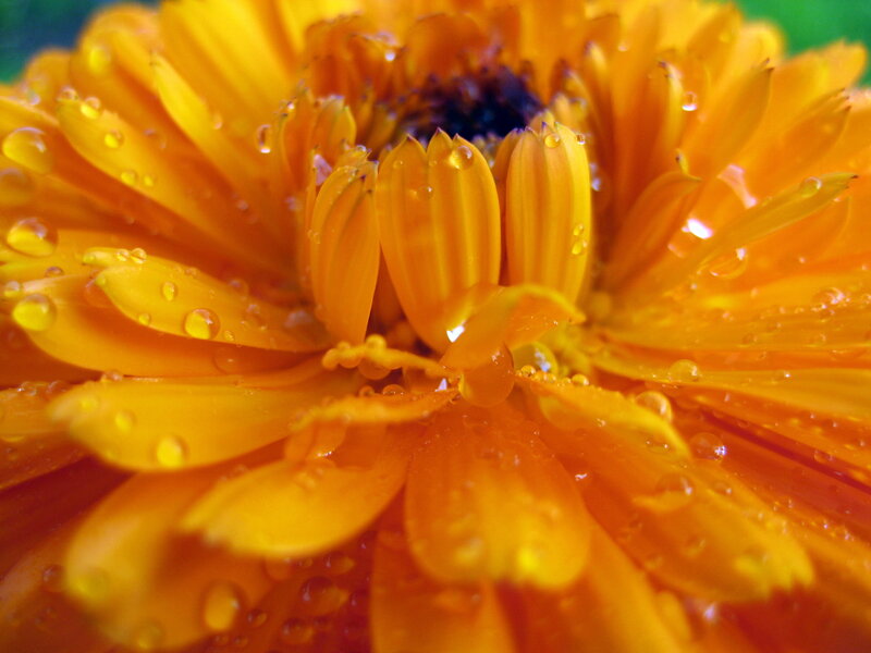 Orange Flower with Water Droplets — Yellow