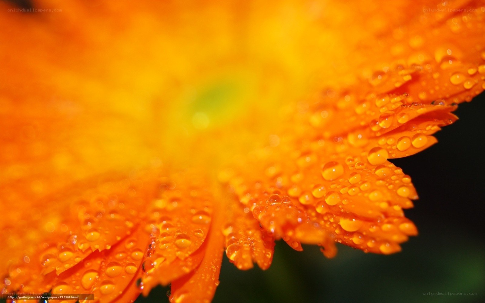 Orange flower with water droplets
