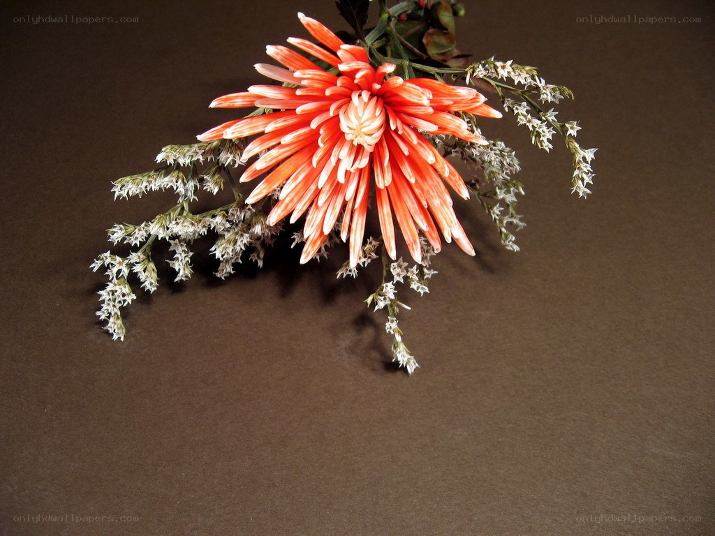 Orange flower with white sprigs
