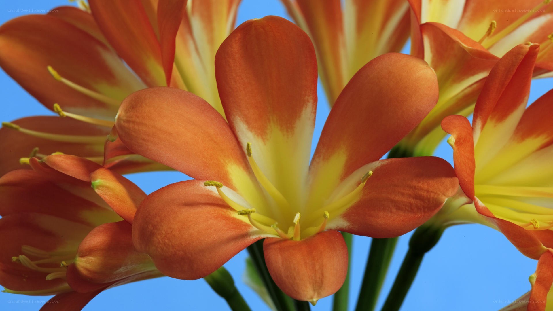 orange flower with yellow center