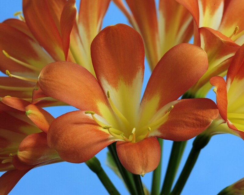 orange flower with yellow center