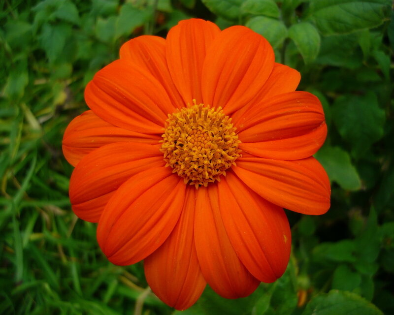 Orange Flower with Yellow Center — Calm, Afternoon