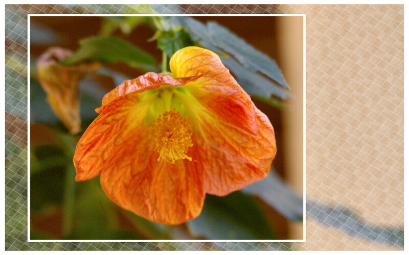 Orange Flower with Yellow Center — Calm