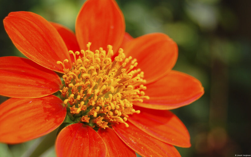 Orange Flower with Yellow Center — Natural