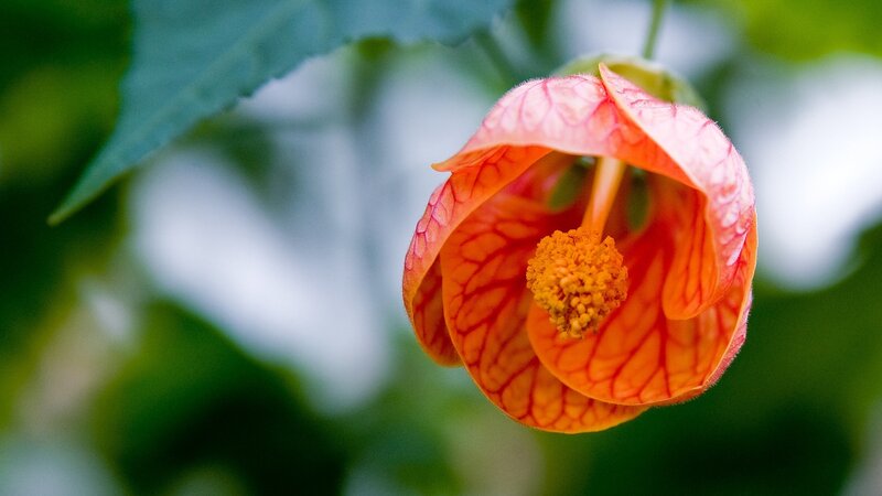 Orange Flower with Yellow Center — Serene