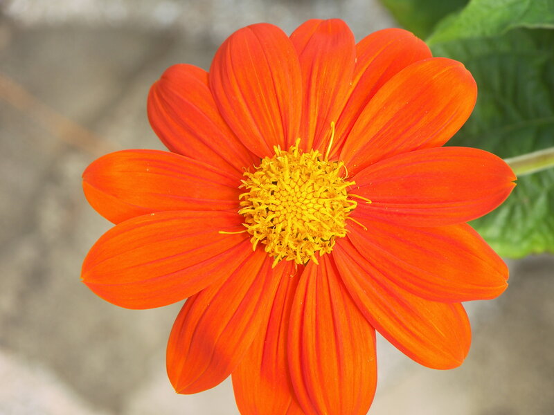 Orange Flower with Yellow Center — Vibrant