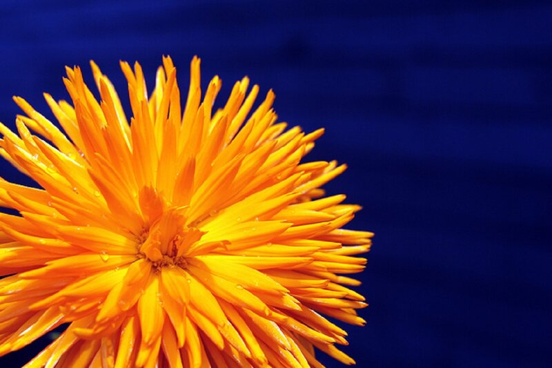 Orange Flower — Yellow