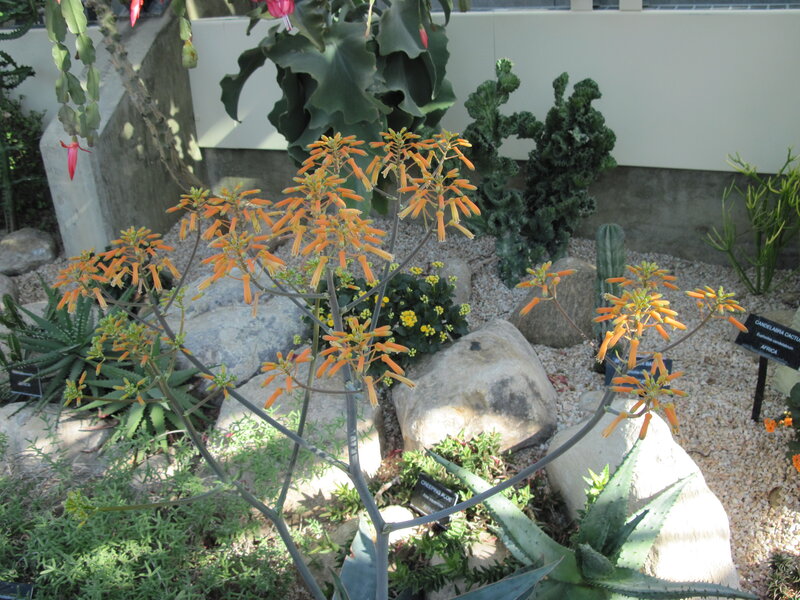 Orange-flowered Succulent Plant