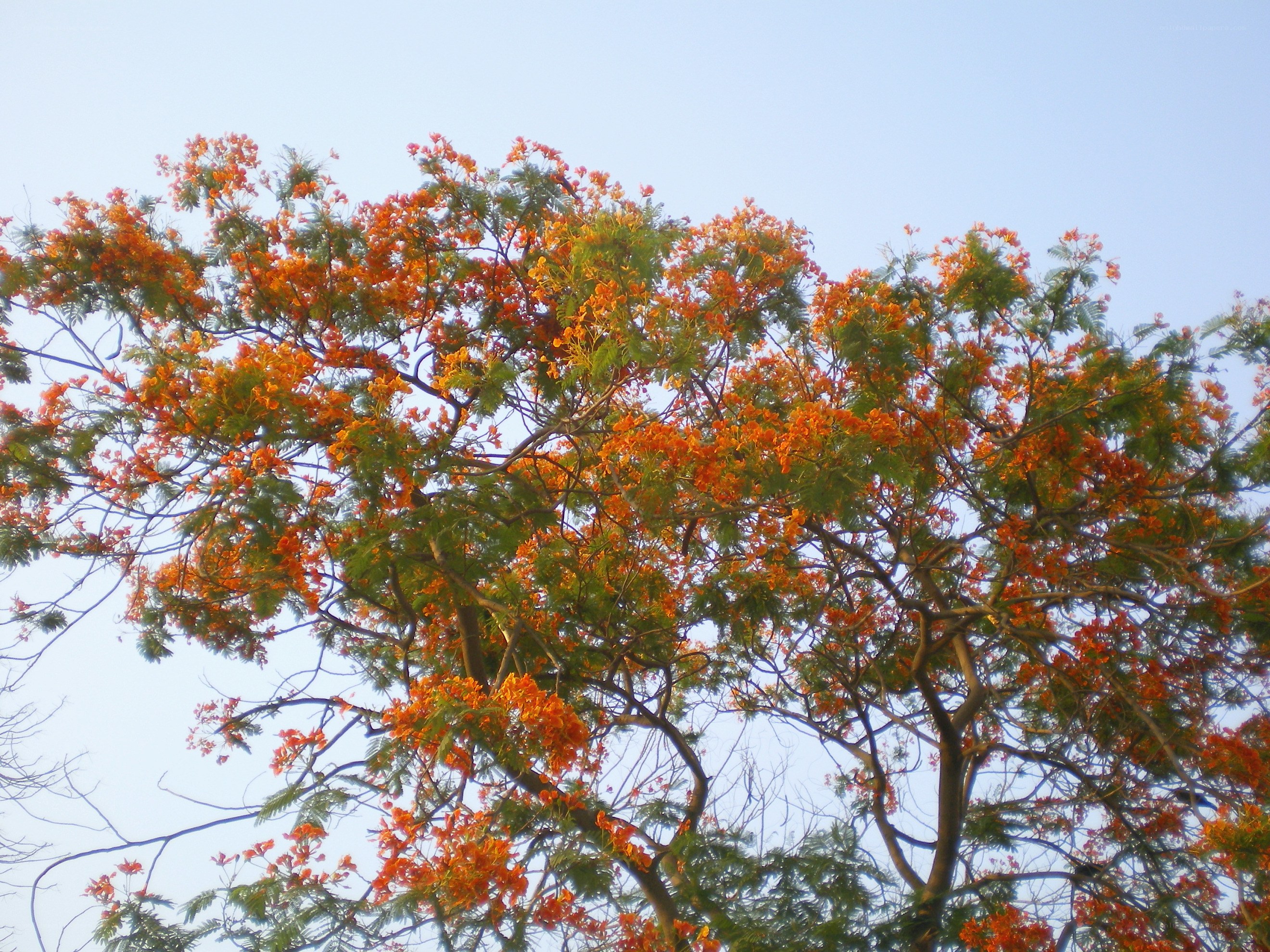 Orange-flowered tree against blue sky