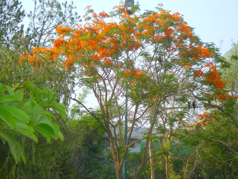 Orange-flowered tree in park