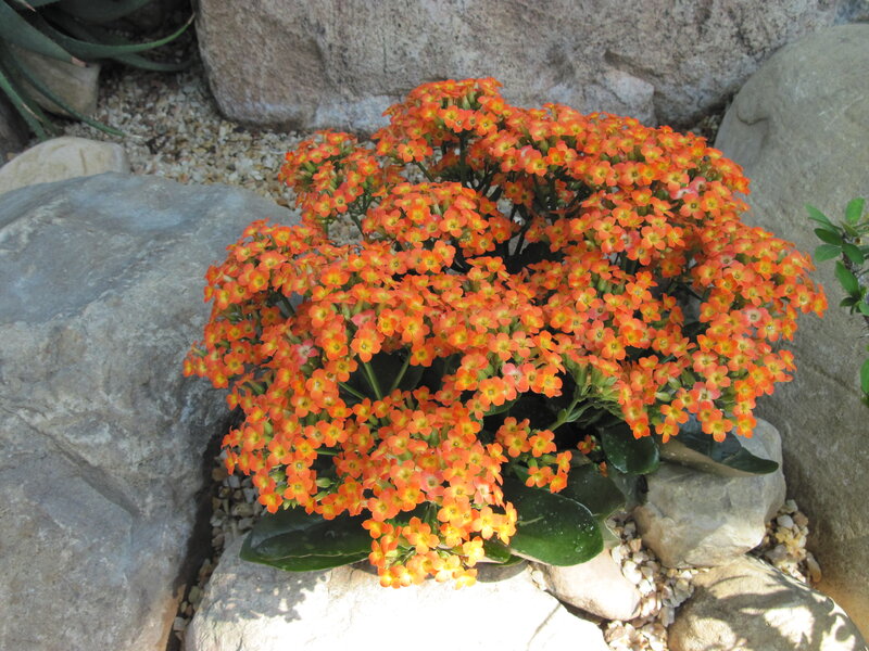 Orange Flowering Plant — Calm, Afternoon