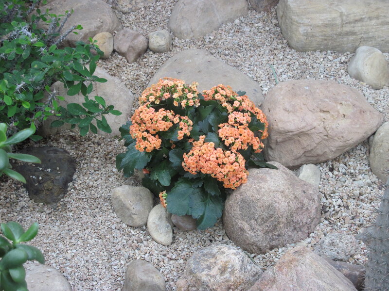Orange Flowering Plant — Calm