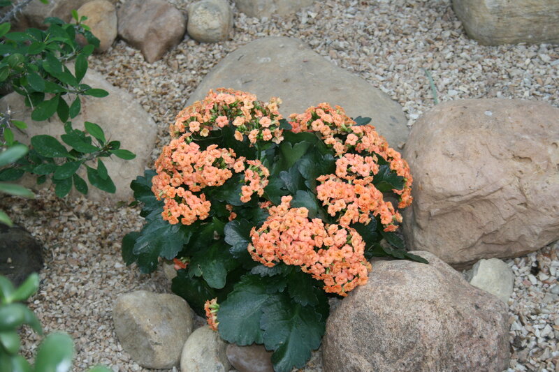 Orange Flowering Plant