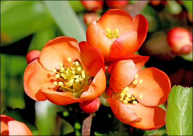 Orange Flowering Quince