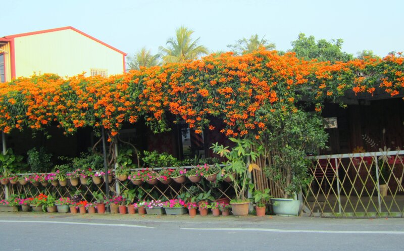 Orange Flowering Vine