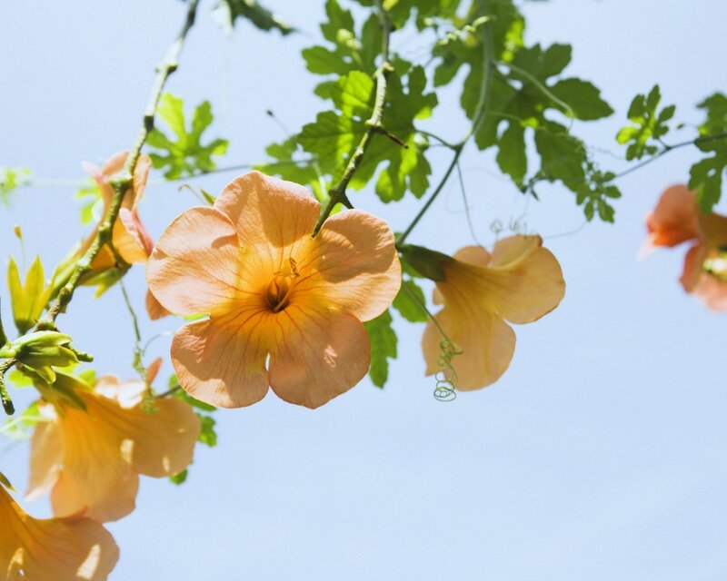 Orange flowers against blue sky