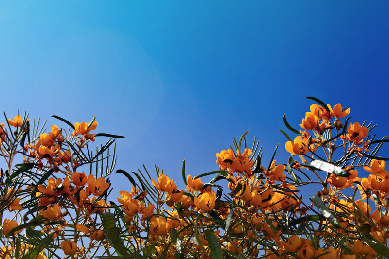 Orange Flowers Against Blue Sky — Serene