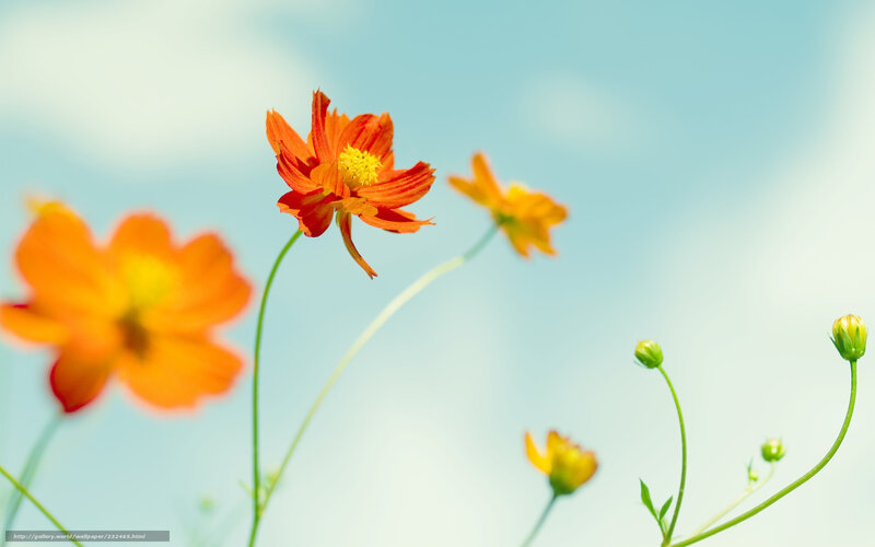 Orange flowers against blue sky