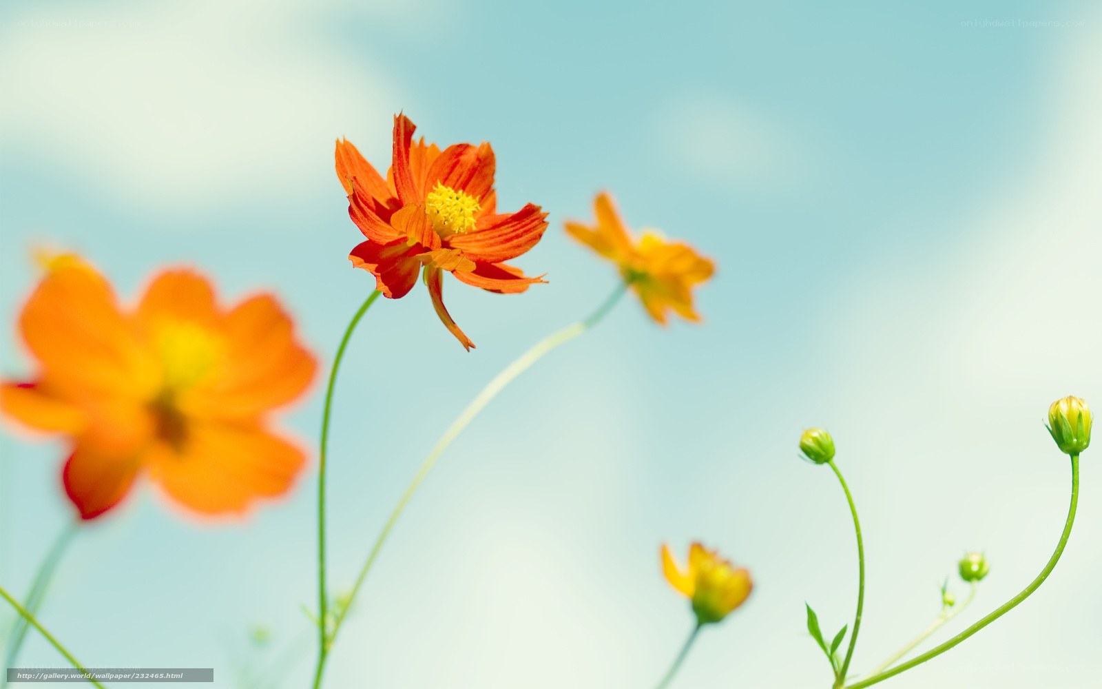 Orange flowers against blue sky