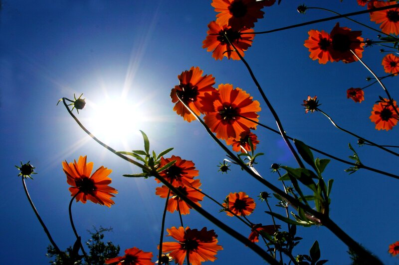 Orange Flowers Against Sky