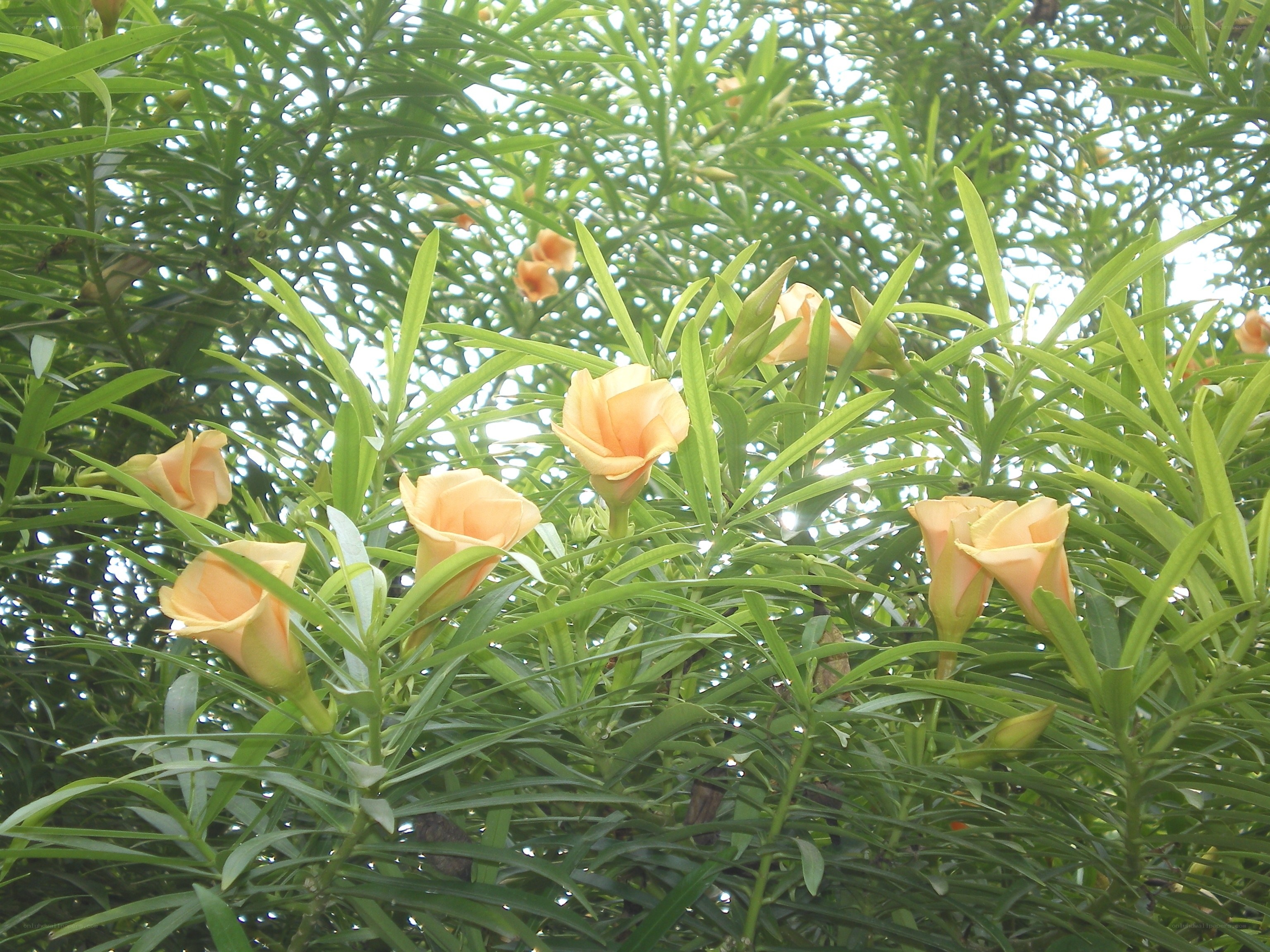 Orange flowers among green leaves