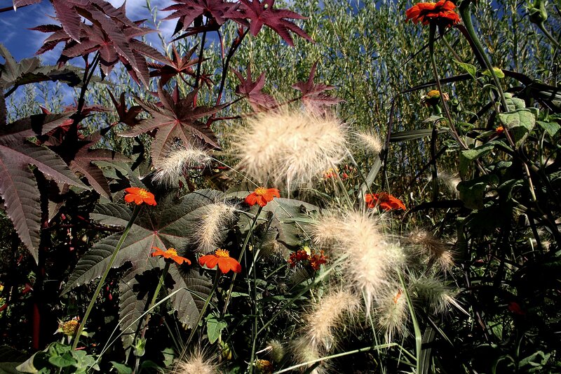 Orange Flowers and Grasses