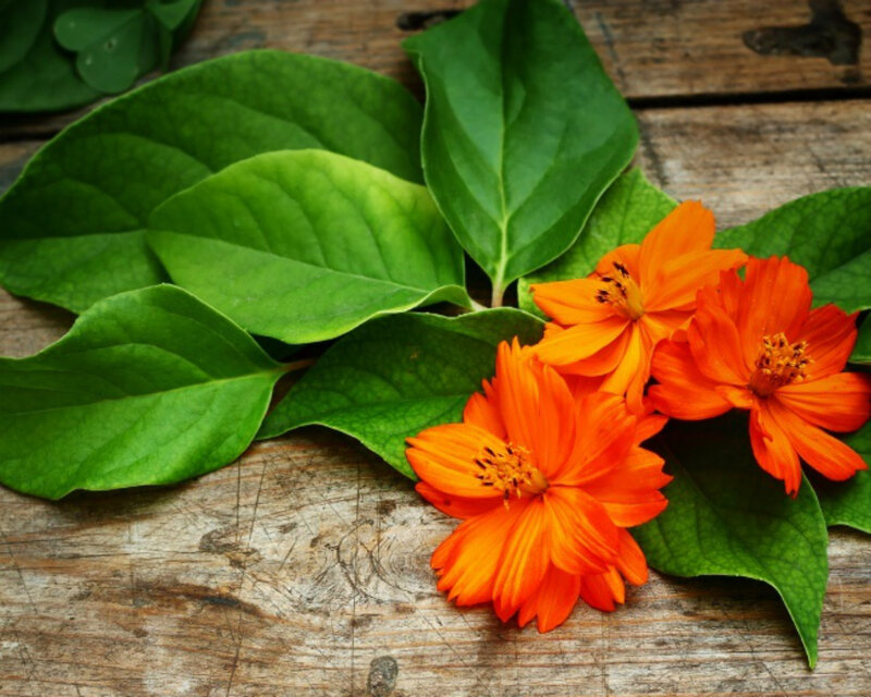 Orange Flowers and Green Leaves — Natural, Photograph
