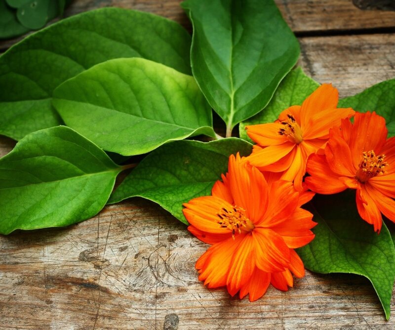 Orange Flowers and Green Leaves — Natural