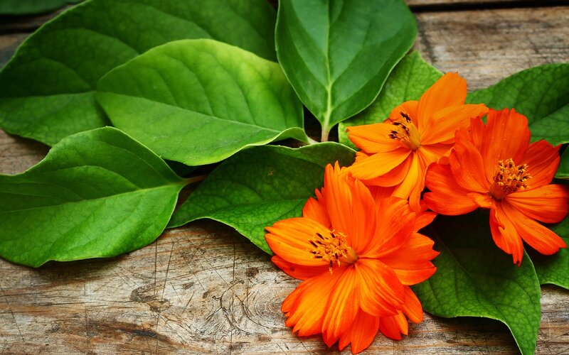 Orange Flowers and Green Leaves