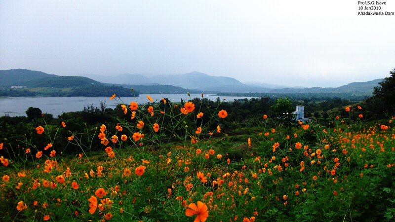 Orange Flowers by Lake