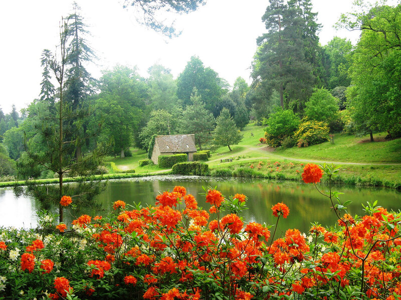 Orange Flowers by Pond
