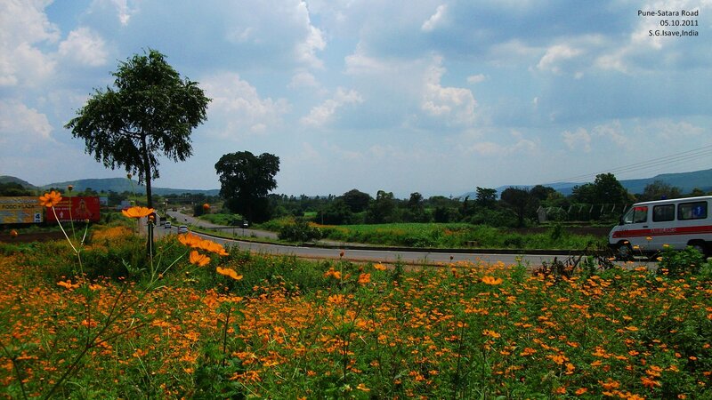 Orange Flowers by Road