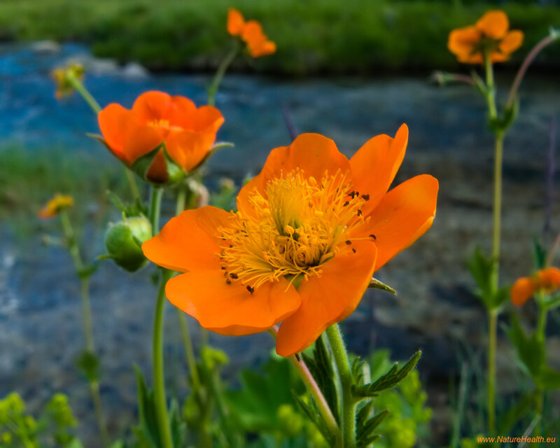 Orange Flowers by Stream
