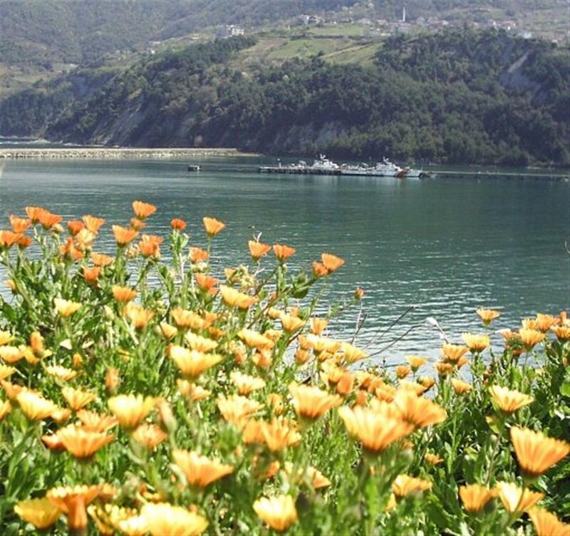 Orange Flowers by Water