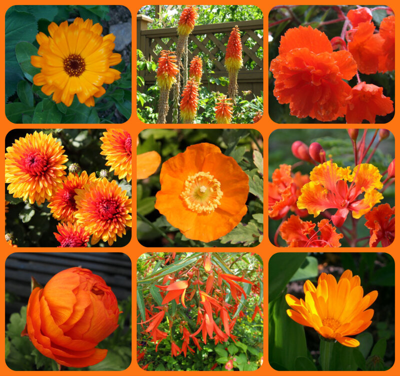 Orange Flowers Collage