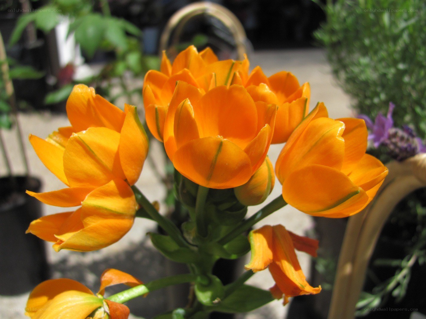 Orange flowers in a basket