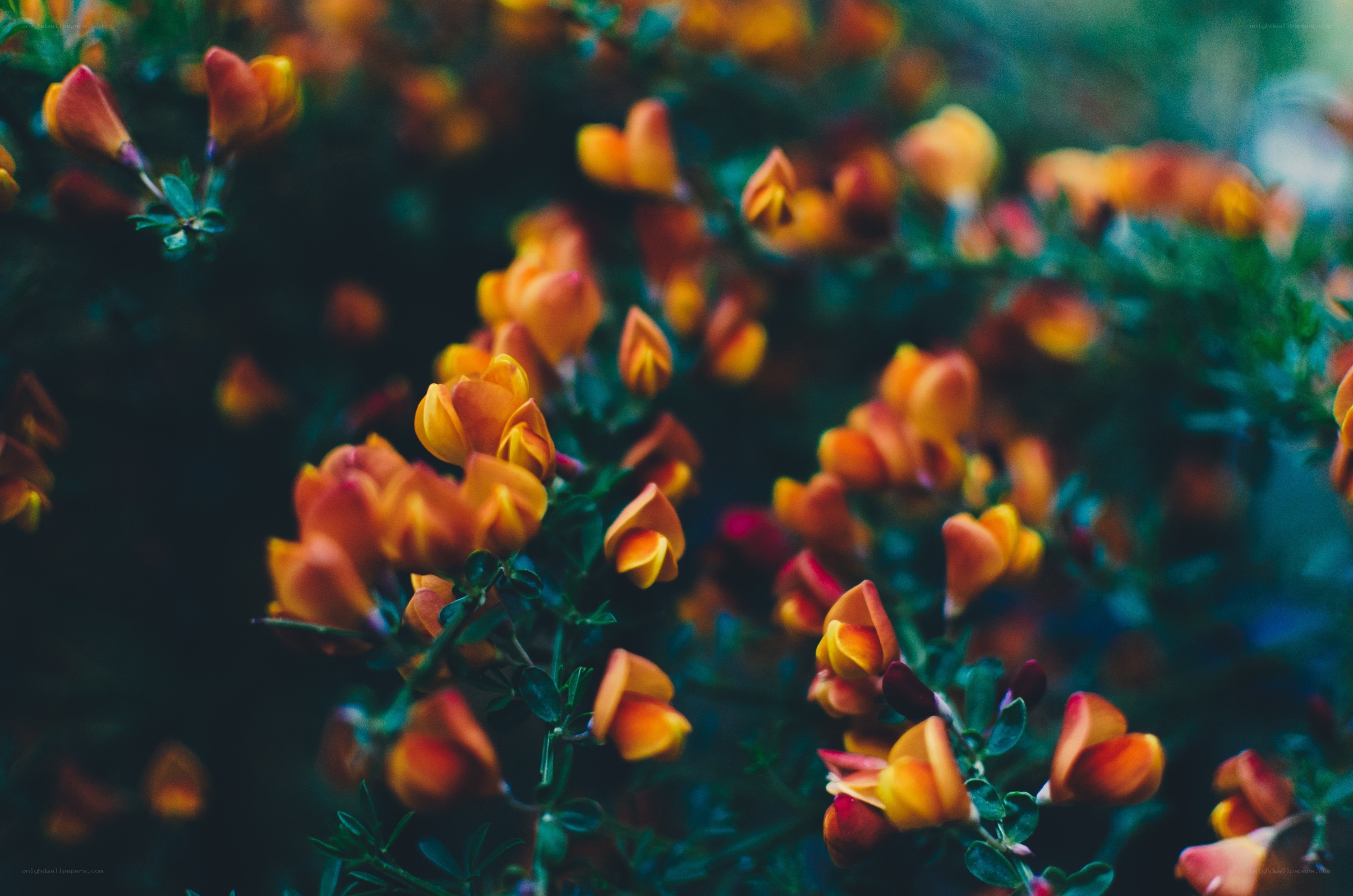 Orange flowers in a bush