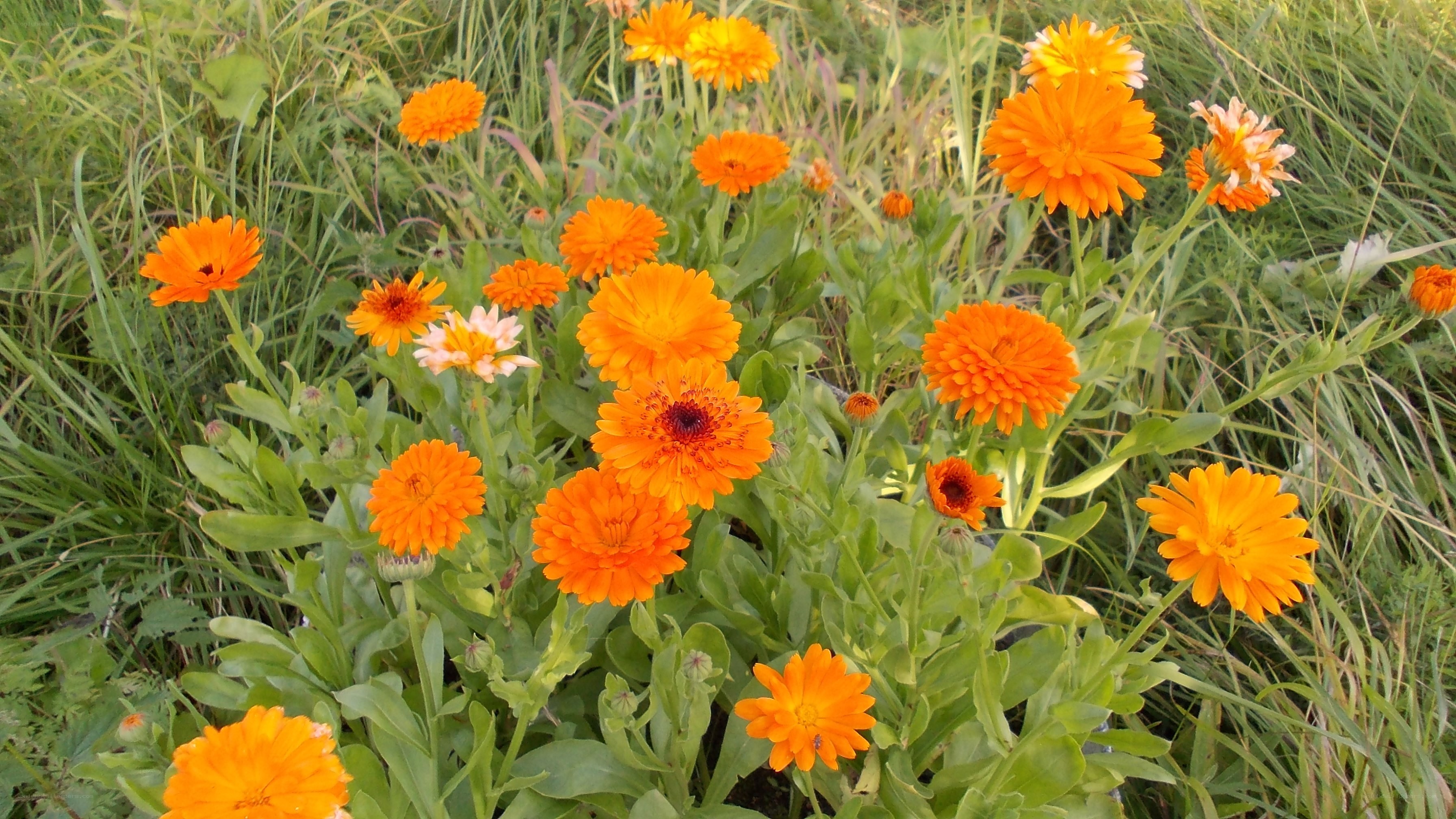 Orange flowers in a field