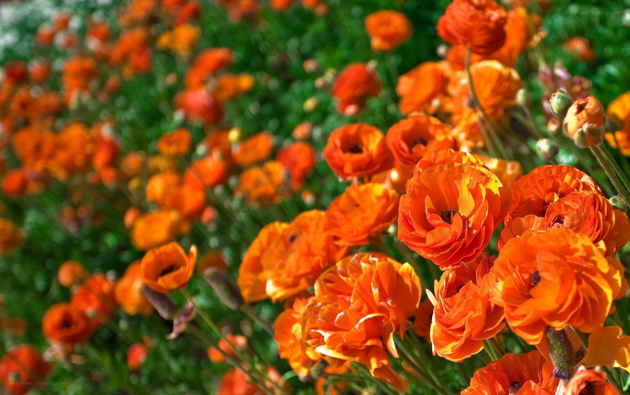 Orange flowers in a field