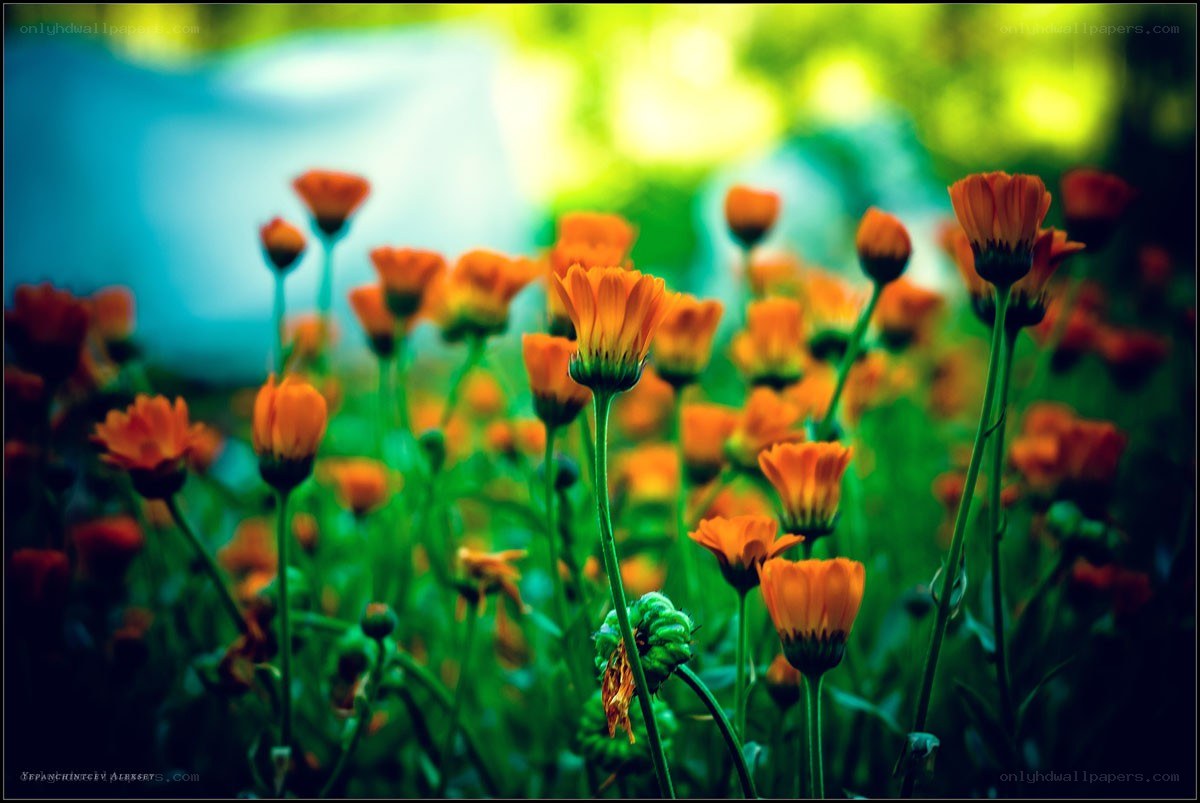 Orange flowers in a field